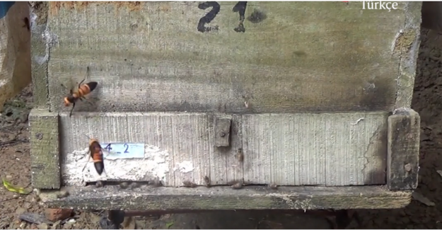 Bilim insanları, dev eşekarısı saldırısına uğrayan balarılarının "çığlık" attığını tespit etti