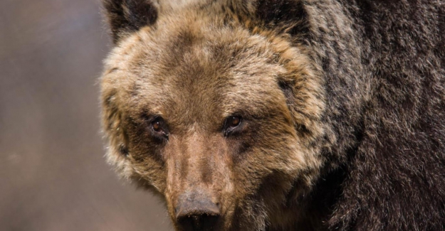 Eve hırsız girdiğini sanan çiftin karşısına ayı çıktı