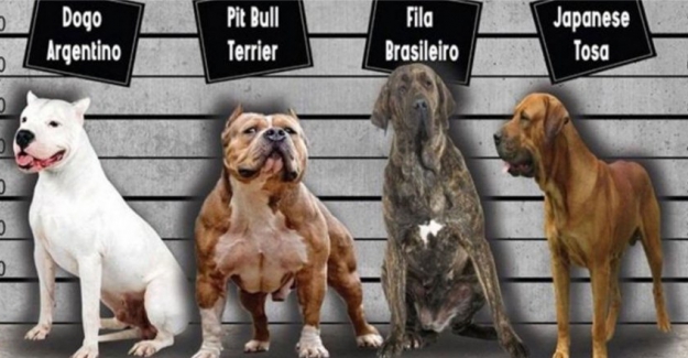 Mudanya Belediyesi'nden evcil hayvanların kayıtı konusunda uyarı!