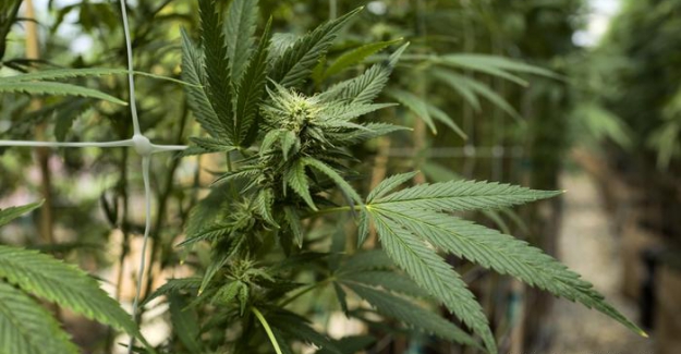 Yeni Alman hükümeti esrar kullanımını yasallaştırmaya hazırlanıyor