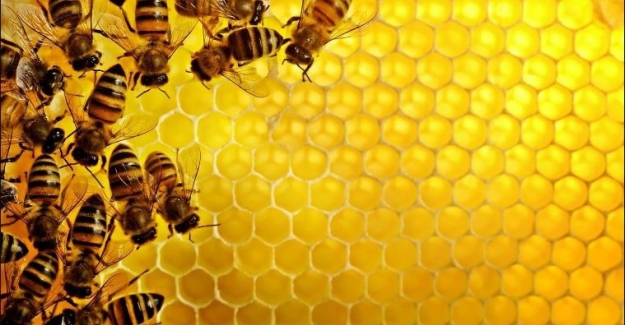 ‘2021 Yılında Arıcılık Sektörü Büyük Kayıp Yaşadı’