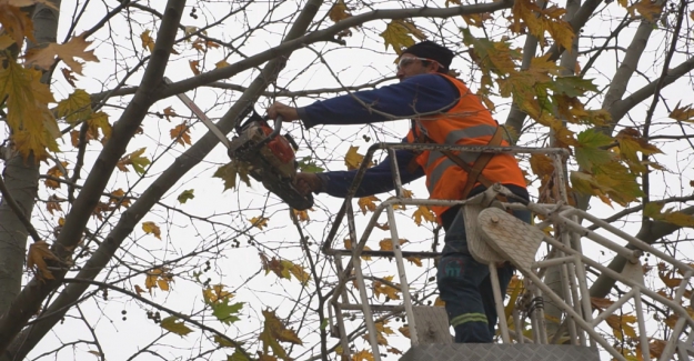 Budanan ağaç dalları ihtiyaç sahiplerine yakacak oluyor