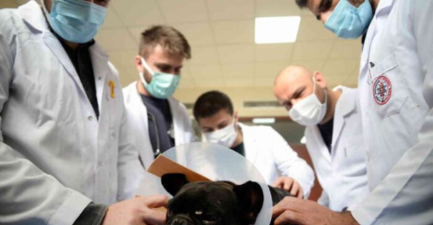 Bursa Hayvan Hastanesi’nde 7/24 hizmet