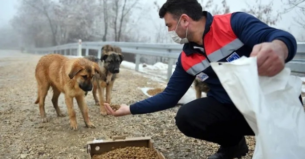 Ankara Büyükşehir Belediyesi, sokak hayvanları için mama üretim tesisi kurdu
