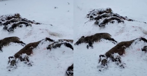 Avrupalı turist avcılar, yaban domuzlarını vurup, dişlerini alıp, leşlerini ortada bırakıp gidiyorlar