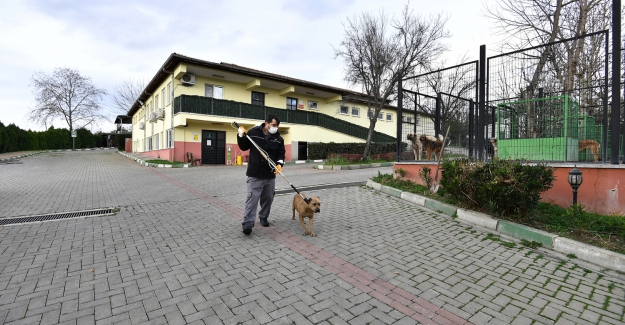 Osmangazi’de Yasaklı Irk Köpek Denetimi Artırıldı