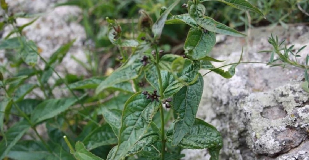 Türkiye'de yeni bir bitki türü keşfedildi ve dünyaya tanıtıldı