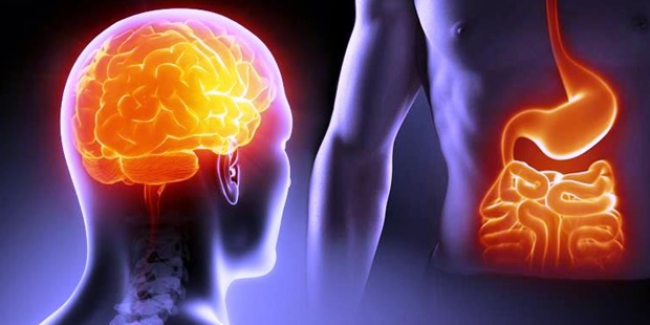 Bağışıklık Sistemimiz için hayati önemi olan "Bağırsak", ikinci beyin!