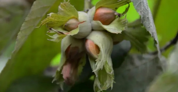 Fındıkta ilk rekolte tahmini 790 bin ton