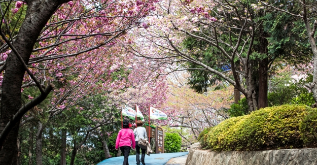 Güney Kore'nin Cennet Bahçeleri