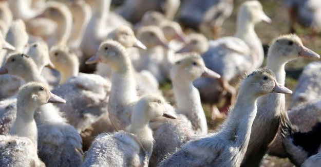 ABD'de kuş gribi alarmı