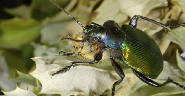 Belçika ormanlarını Türkiye’den getirilen ‘terminatör böcekler’ koruyacak