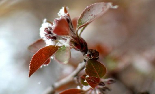 Meteoroloji uyardı: Bursa, Eskişehir, Bilecik ve Kütahya bölgelerinde gece zırai don ve kırağı..