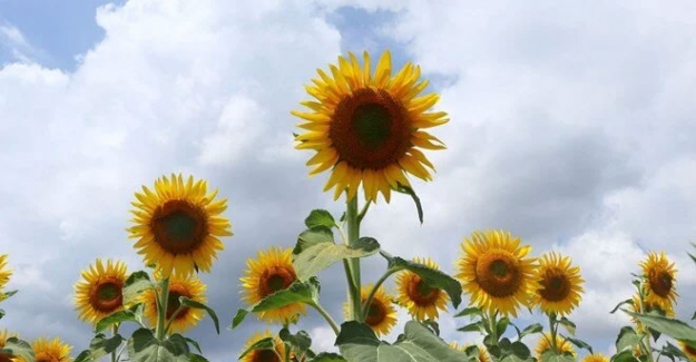 9 üründe gümrük vergisi sıfırlandı!