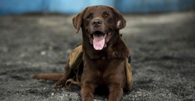 Araştırma: Köpekler koronavirüs enfeksiyonunu tespit etmede PCR testinden daha etkili