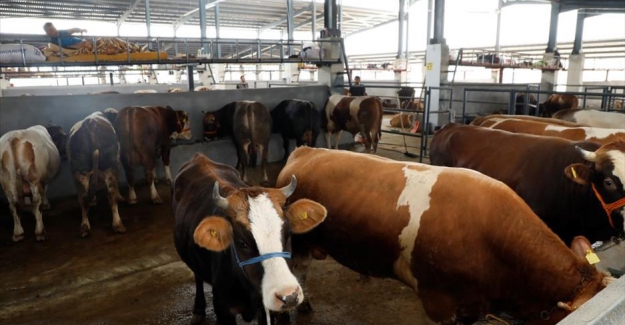 Hayvan Pazarında Kurbanlıklar Satışa Çıktı