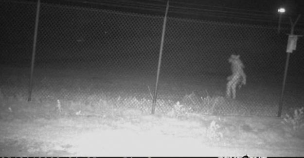 Hayvanat bahçesinin kamerasına yakalanan "tuhaf yaratık" aranıyor. Yetkililer halktan yardım istedi