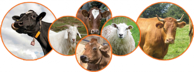 İnternetten kurbanlık alacaklar dikkat; Dolandırılmayın!