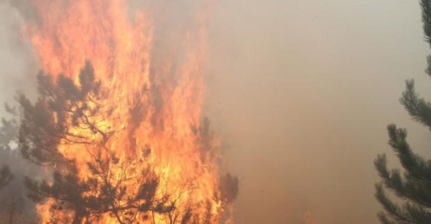 Muğla Marmaris'te orman yangını başladı