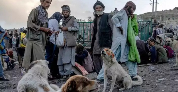 Afganistan'da sokak köpekleri bile uyuşturucudan ölüyor