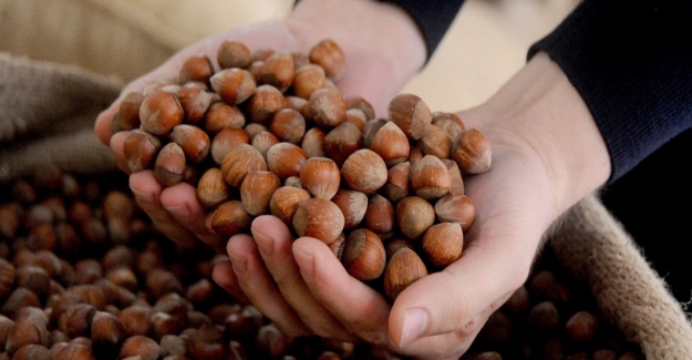 Fındık fiyatı dolar bazında düşük kaldı