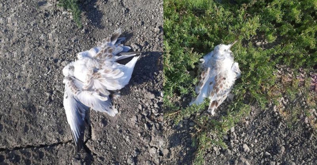 Konya'da toplu martı ölümü... 500'ü aşkın martı neden yaşamını yitirdi?