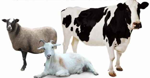 Mübarek Kurban Bayramınız Kutlu Olsun!..