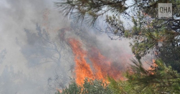 Muğla'nın Datça ilçesinde çıkan orman yangınına müdahale devam ediyor!