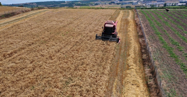 Nilüfer’in ekolojik buğdayında hasat başladı