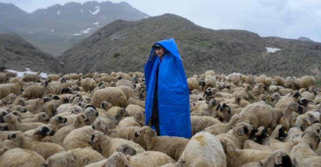 Tunceli'deki Afgan çobanlar, neler yaptıklarını ve gelecek planlarını anlattı