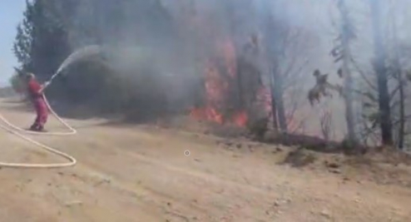 İzmir - Buca'da orman yangını