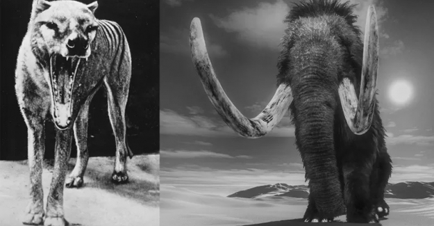 Nesli tükenmiş hayvanları 'geri getirmek' neden zor?