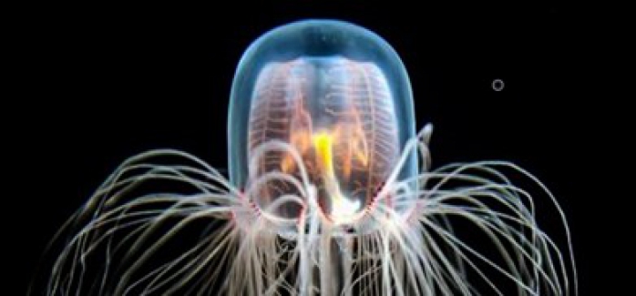 Ölümsüz denizanasının sırrı çözüldü