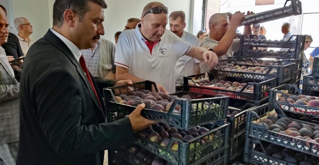 Türkoğlu: "Üreticinin ocağına yine incir ağacı diktiler!.."