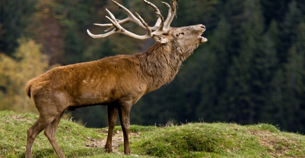 Bakanlıktan ‘av turizmi’ için yaban hayvanlarına fiyat etiketi…