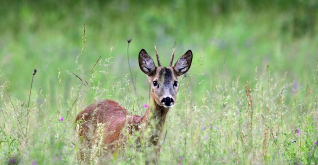 Hayvan hakları savunucuları avcılık düzenlemelerinin iptali için dava açtı