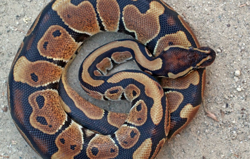 Dev pitonun içinden yaşlı kadının ölü bedeni çıktı