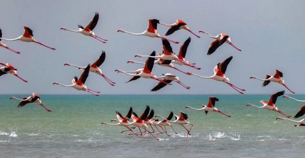 Kuraklık nedeniyle Van Gölü havzasının sakinleri tehdit altında: Arılar, flamingolar, tavşanlar ve diğerleri