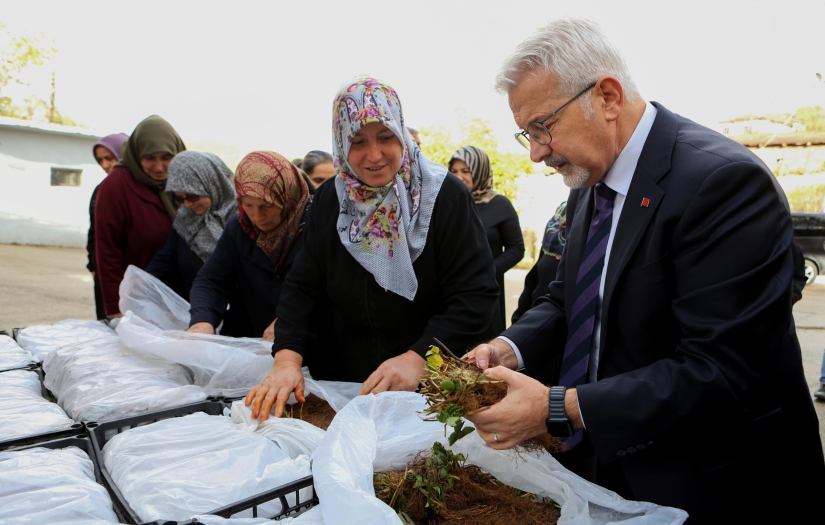Kadın üreticilere 100 bin çilek fidesi