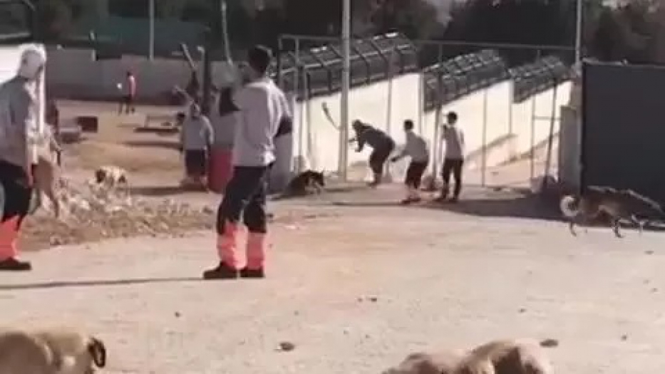 Konya Valiliği: Hayvana şiddet görüntüleriyle ilgili 2 şüpheli tutuklandı9