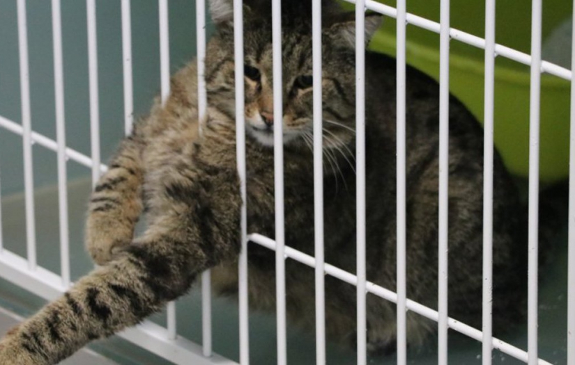 'Son 1 yılda 250 bin kişi kuduz tedavisi gördü'