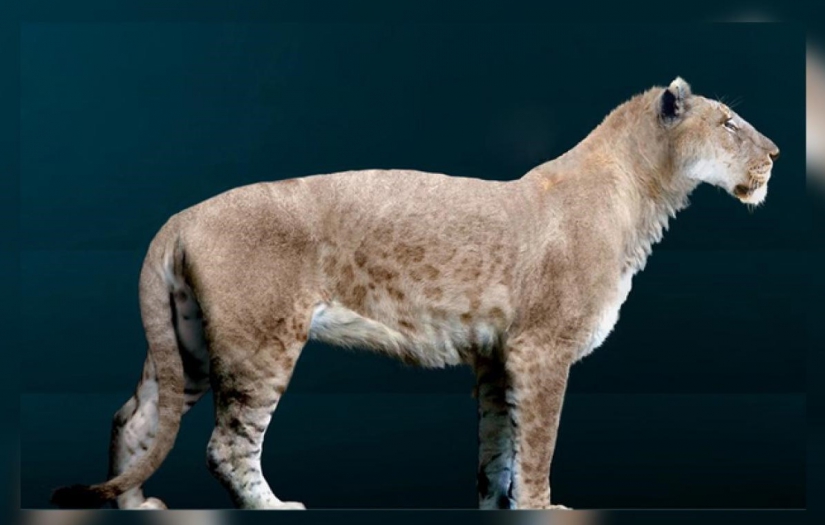 ABD'de buzul çağına ait iki nadir fosil keşfedildi