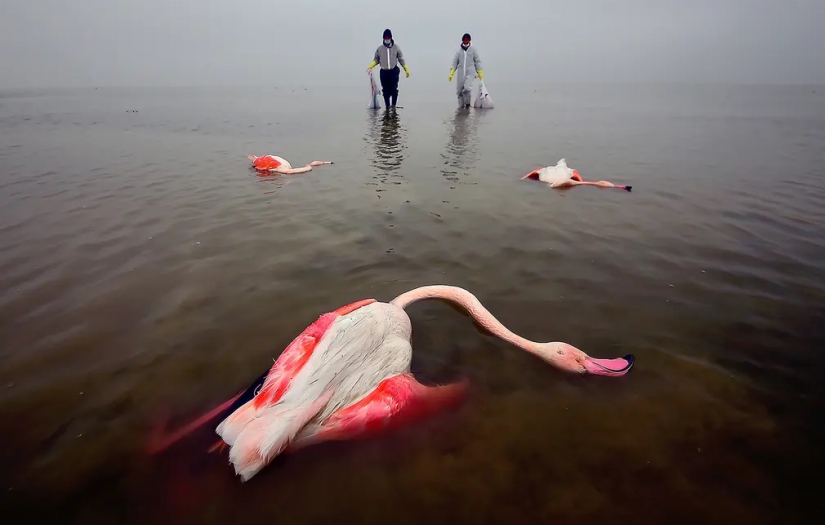Yılın çevre fotoğrafçısı ödülleri belli oldu: "Kuşların Acı Ölümü" ilk sırada