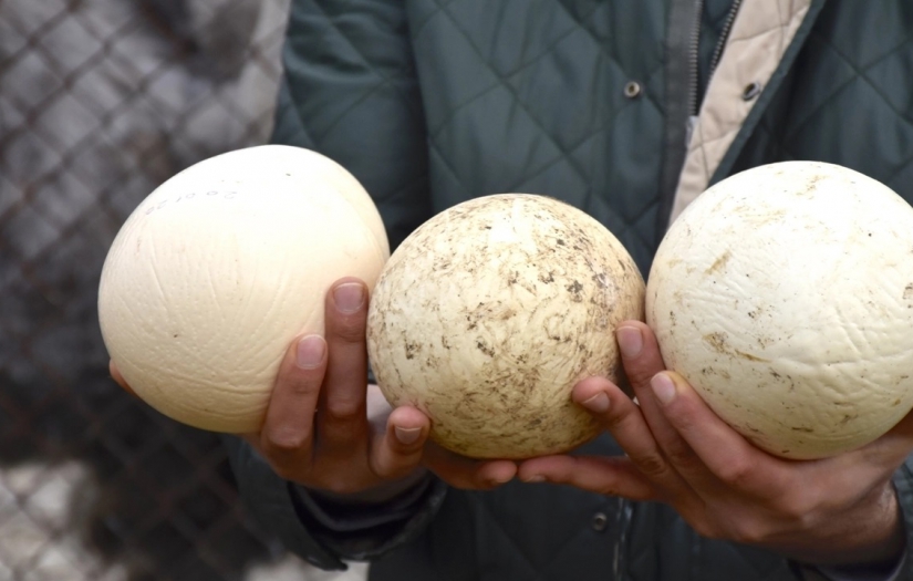 Şaşkınlık veren olay: Deve kuşları mevsimleri karıştırdı