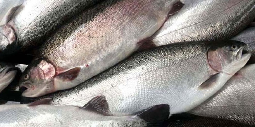 Somon balığı 2022 ihracat rakamları açıklandı