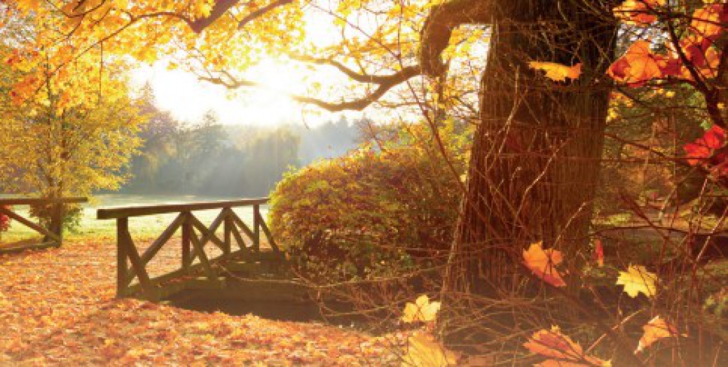 Sonbaharın  Kendine Özgü Kokusunun Kaynağı Nedir?