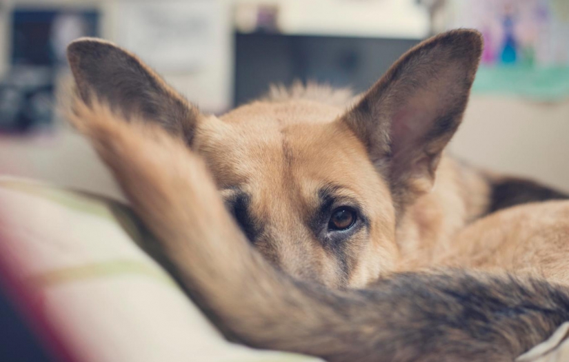 Yeni bilimsel araştırma ortaya çıkardı: Köpeklerin kuyrukları aslında ne işe yarar?