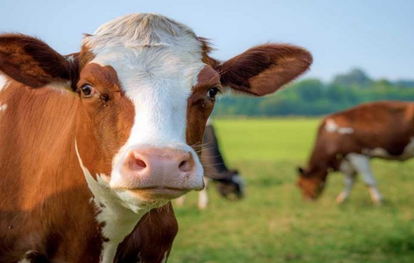 Korkutan deli dana hastalığı / Hollanda’dan dünyaya yayılabilir..