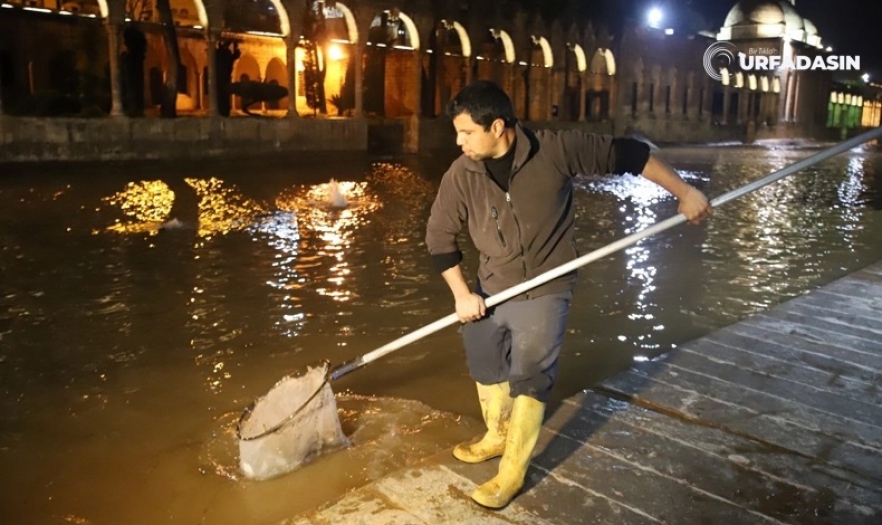 Balıklıgöl'de çamura bulandı ve balıklar oksijensiz kaldı