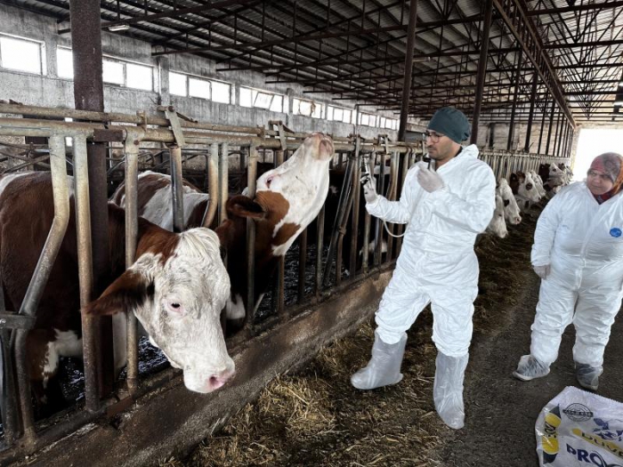 Şap virüsü nedir, insanlara bulaşır mı, ülkemizde et tüketilmeli mi?